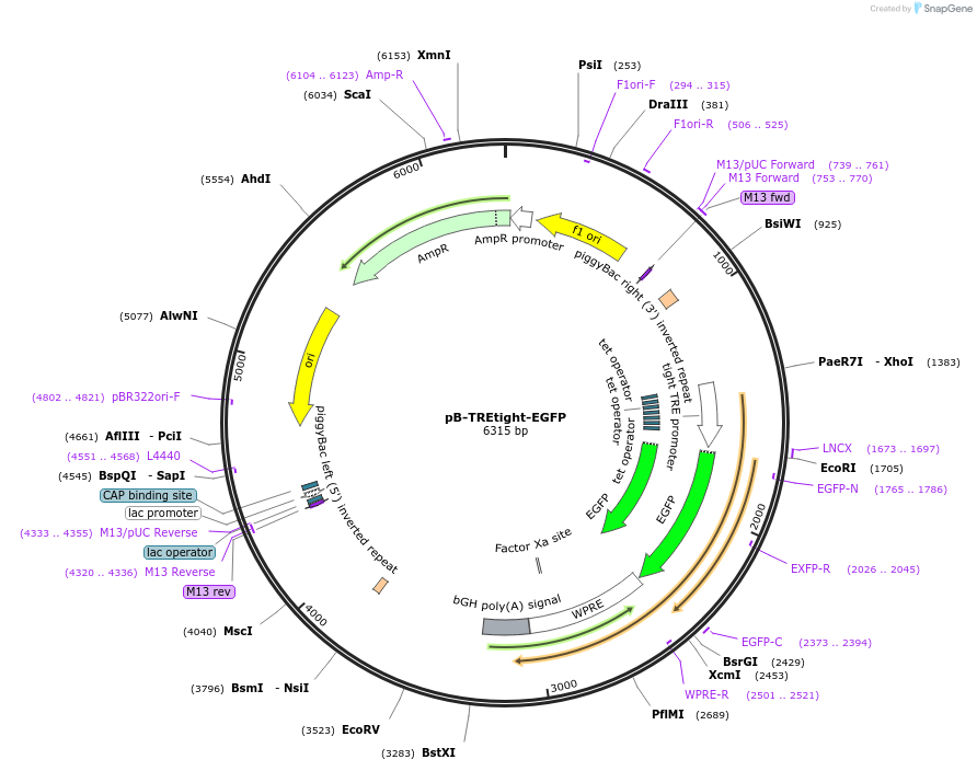 182967-plasmid-map-sequence-id-358166