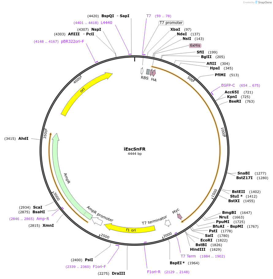 182807-plasmid-map-sequence-id-358170