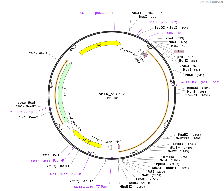 182809-plasmid-map-sequence-id-358174