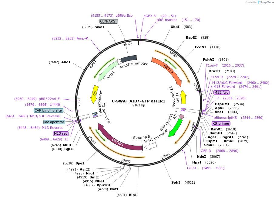 182514-plasmid-map-sequence-id-358176