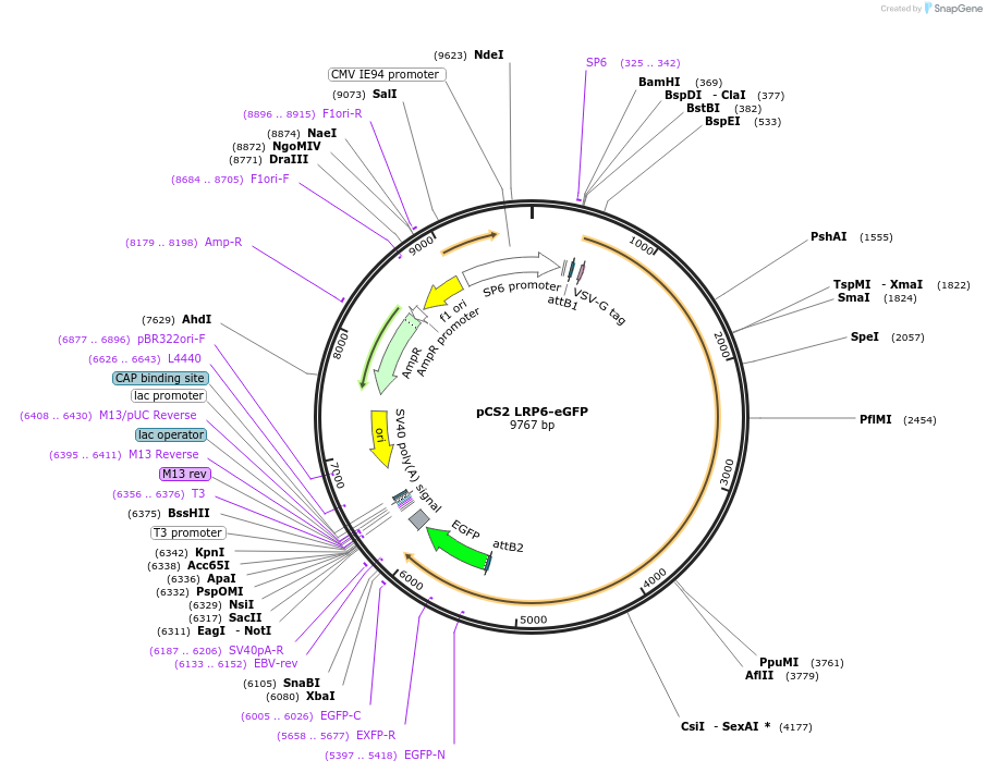 180143-plasmid-map-sequence-id-358179