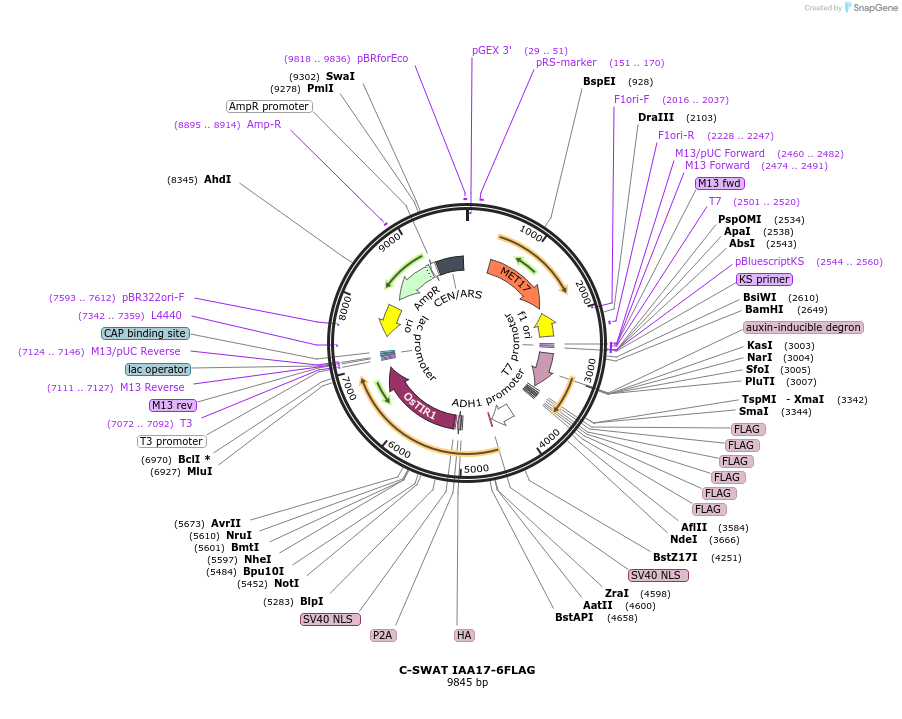 182522-plasmid-map-sequence-id-358183