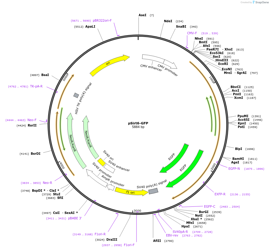 20275-plasmid-map-sequence-id-358184