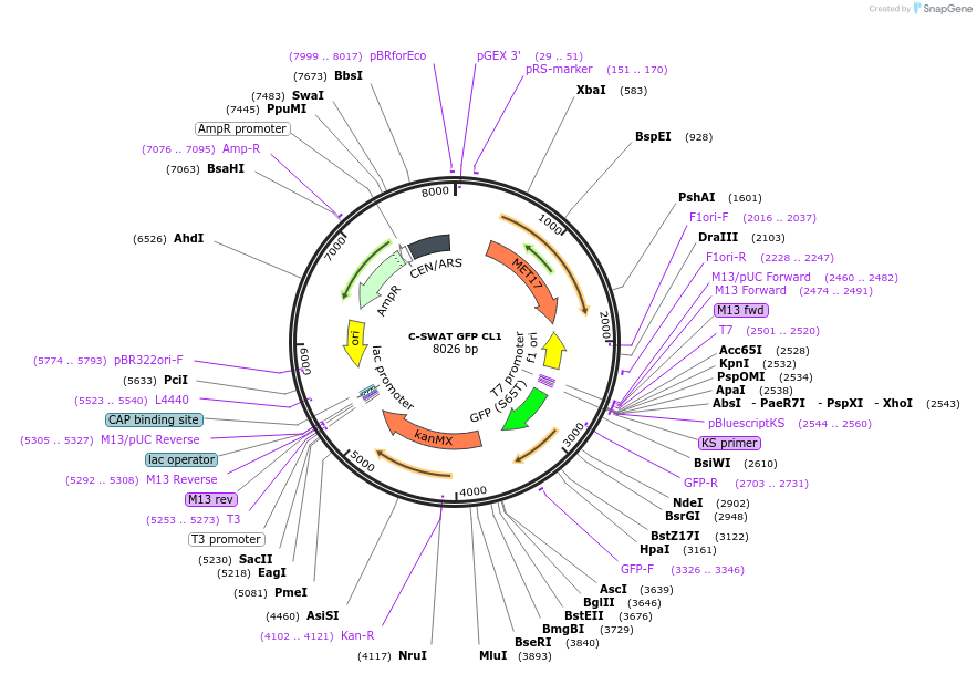 182512-plasmid-map-sequence-id-358185