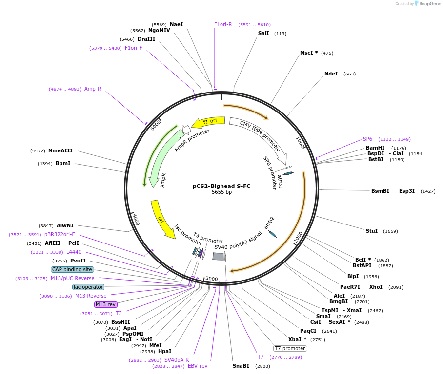 180147-plasmid-map-sequence-id-358186