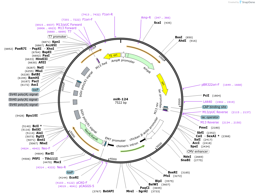 182363-plasmid-map-sequence-id-358192