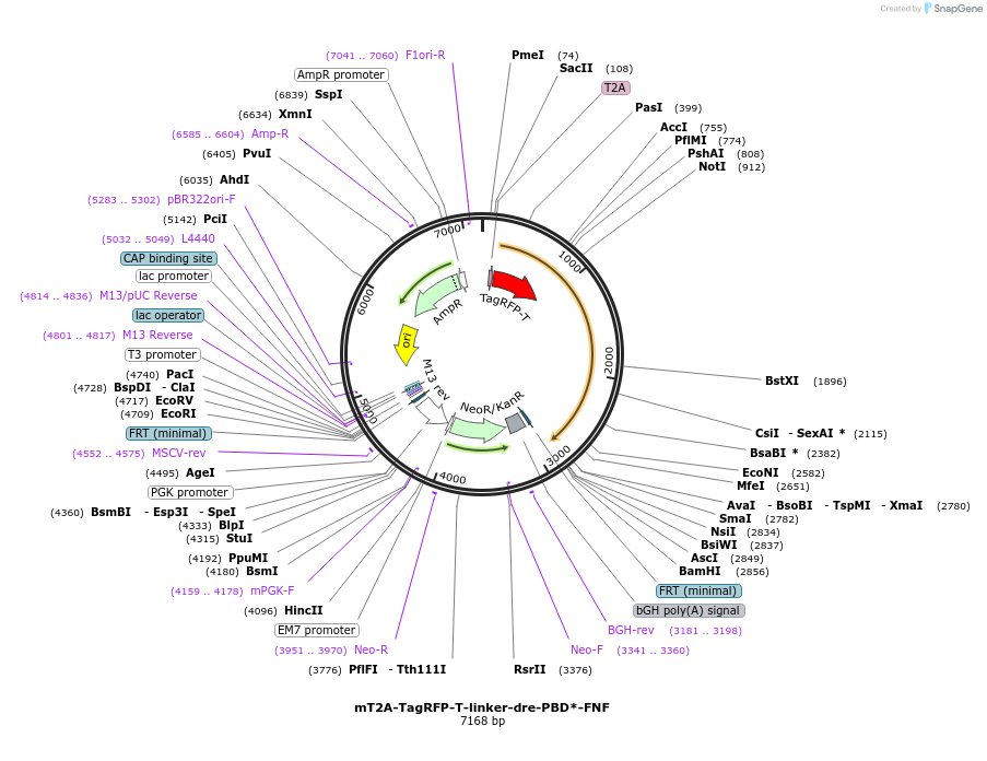 182342-plasmid-map-sequence-id-358194