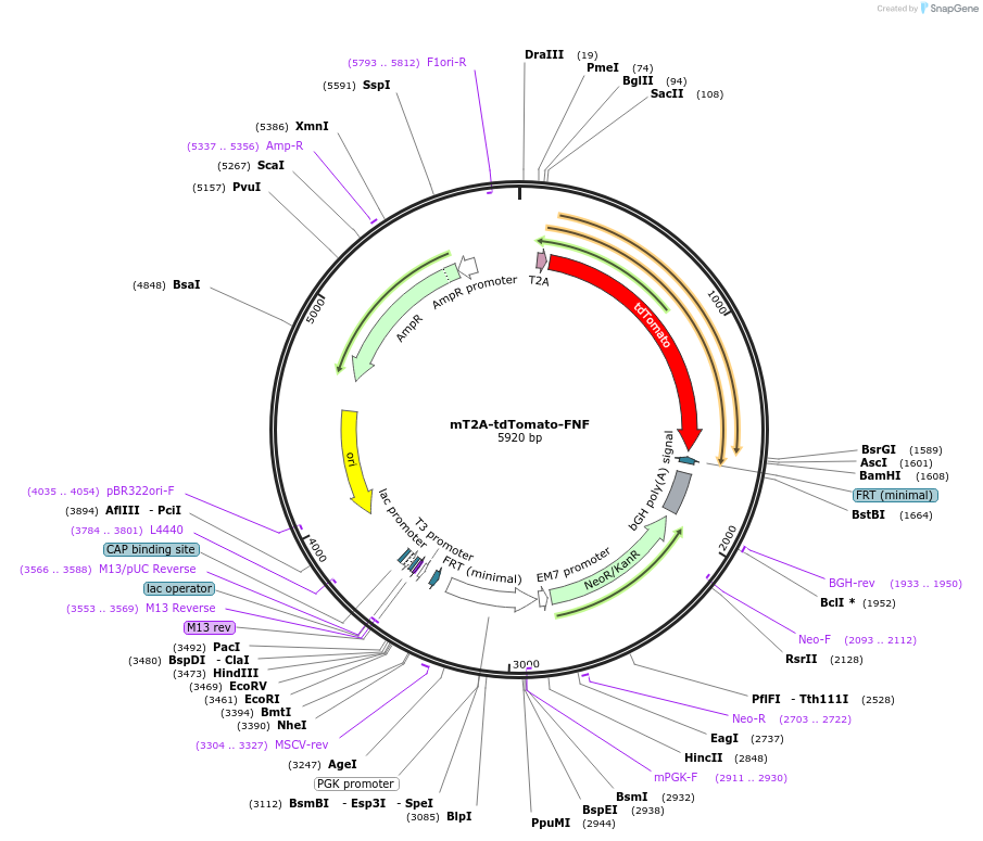 182340-plasmid-map-sequence-id-358215