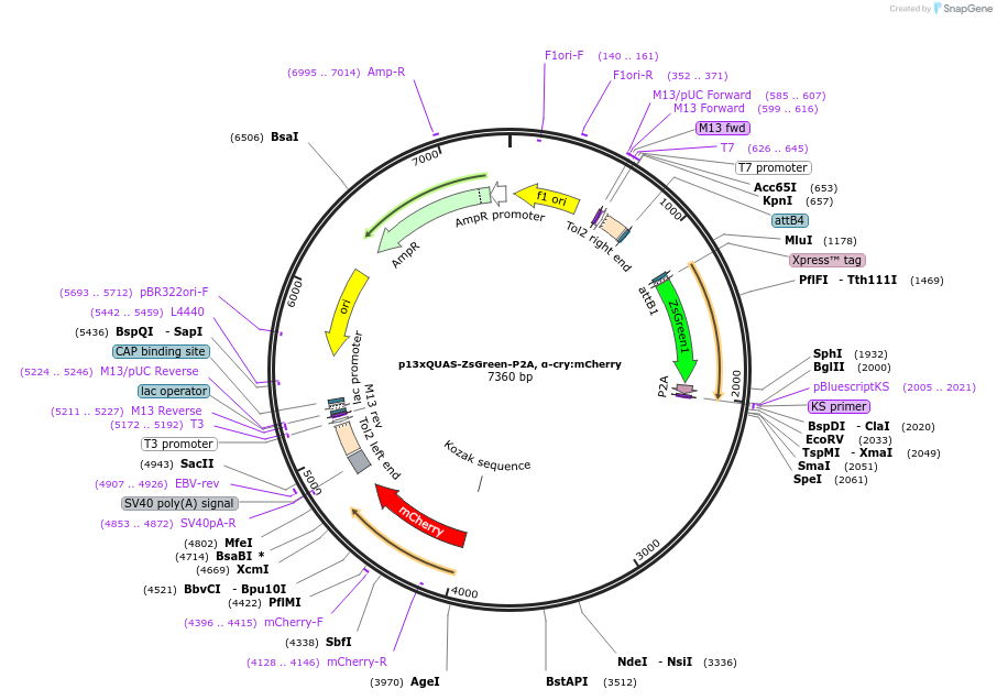 180480-plasmid-map-sequence-id-358218