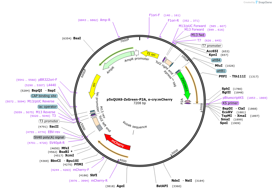 180477-plasmid-map-sequence-id-358222