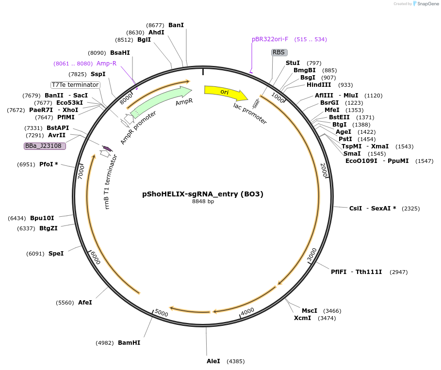181784-plasmid-map-sequence-id-358224