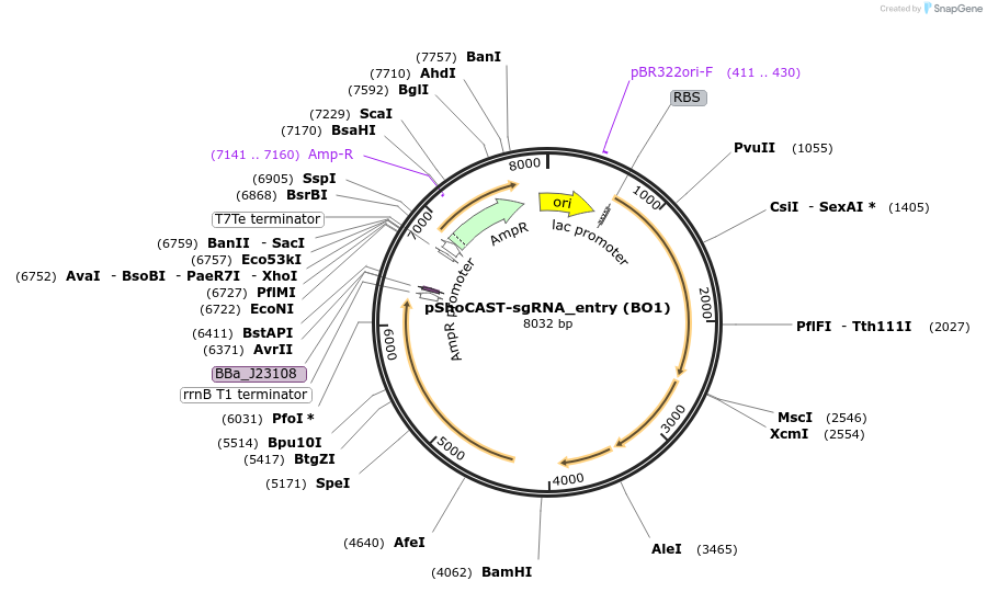 181786-plasmid-map-sequence-id-358225
