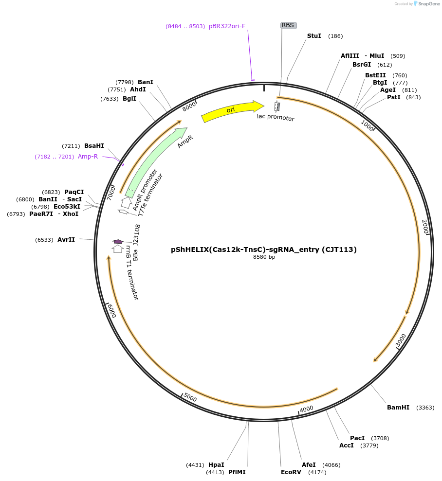 181792-plasmid-map-sequence-id-358226