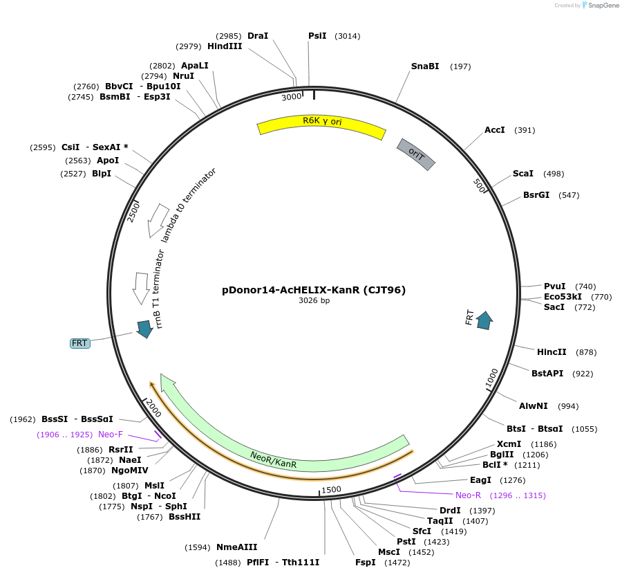 181794-plasmid-map-sequence-id-358229