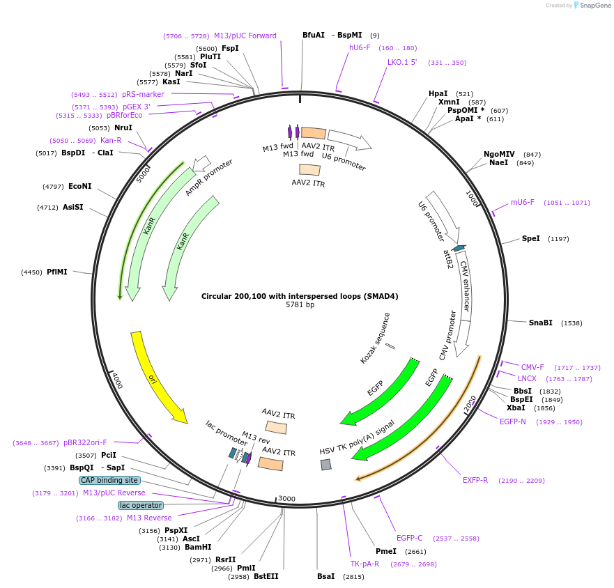 180191-plasmid-map-sequence-id-358233