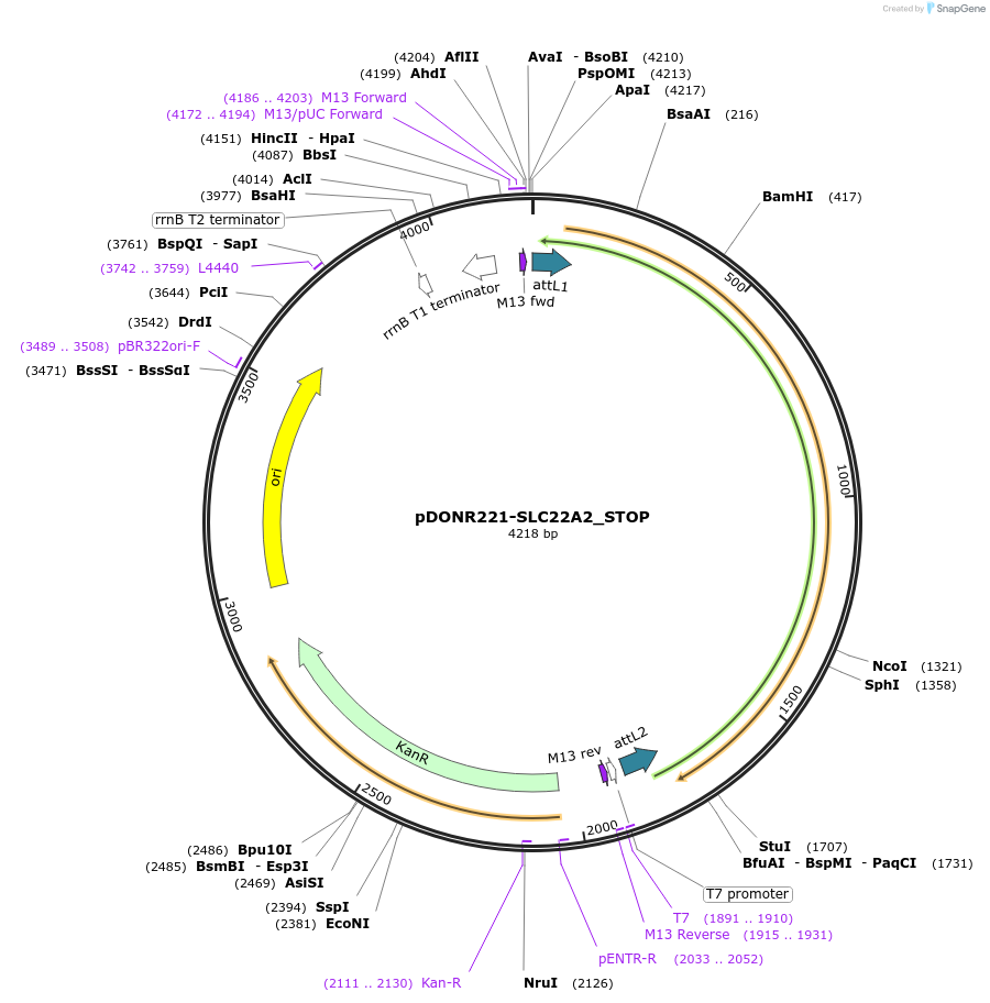 161130-plasmid-map-sequence-id-358240