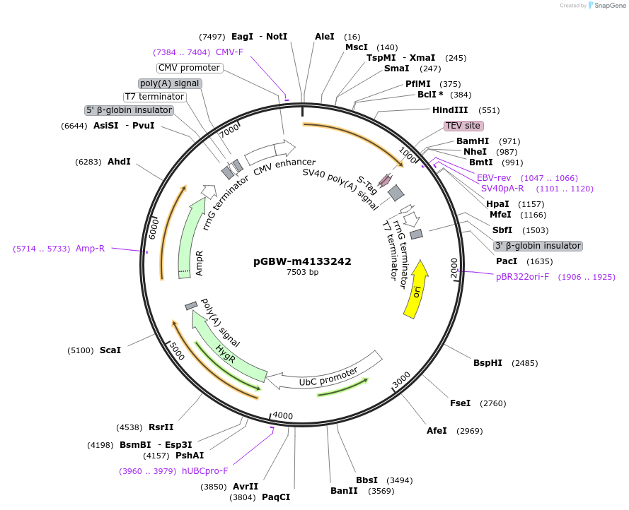 152772-plasmid-map-sequence-id-358241