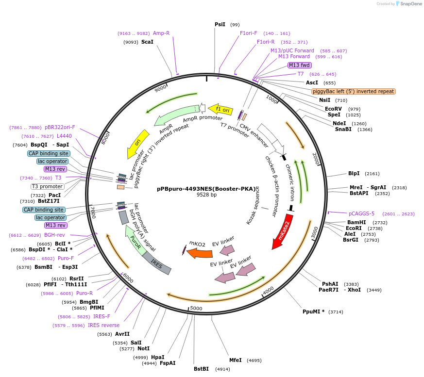 184709-plasmid-map-sequence-id-358257