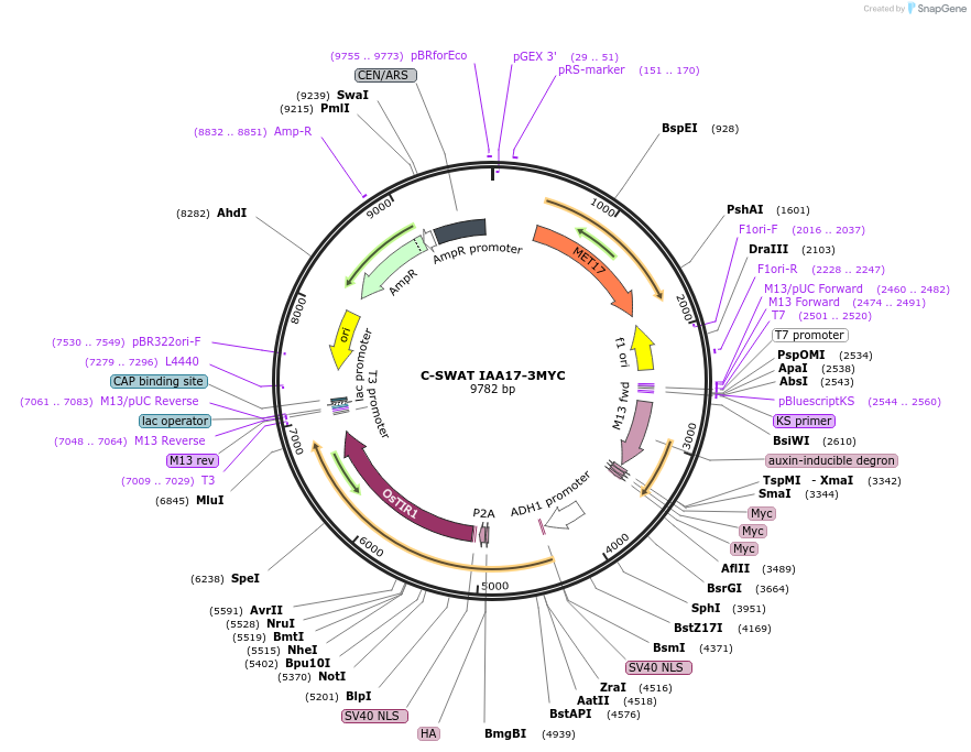 182518-plasmid-map-sequence-id-358261