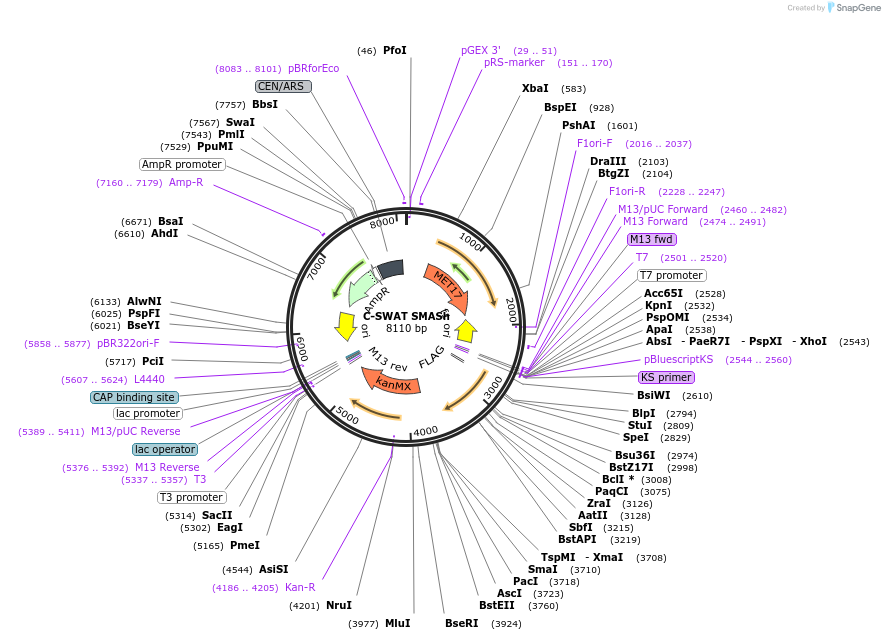 182523-plasmid-map-sequence-id-358266