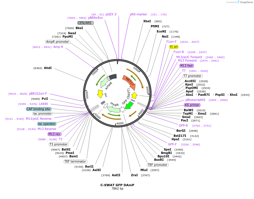 182511-plasmid-map-sequence-id-358281