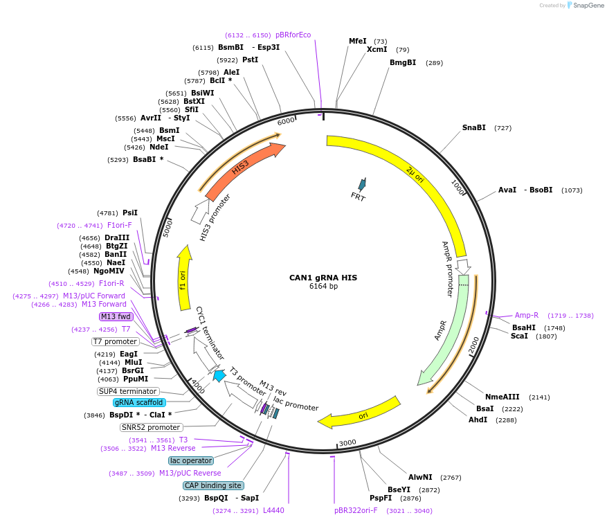 182521-plasmid-map-sequence-id-358285