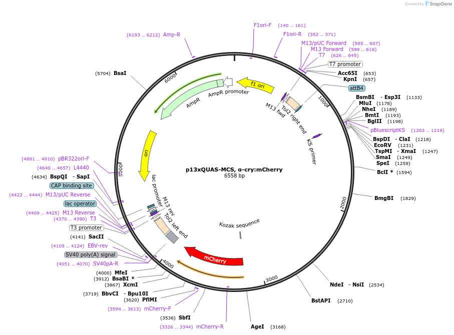 180481-plasmid-map-sequence-id-358286