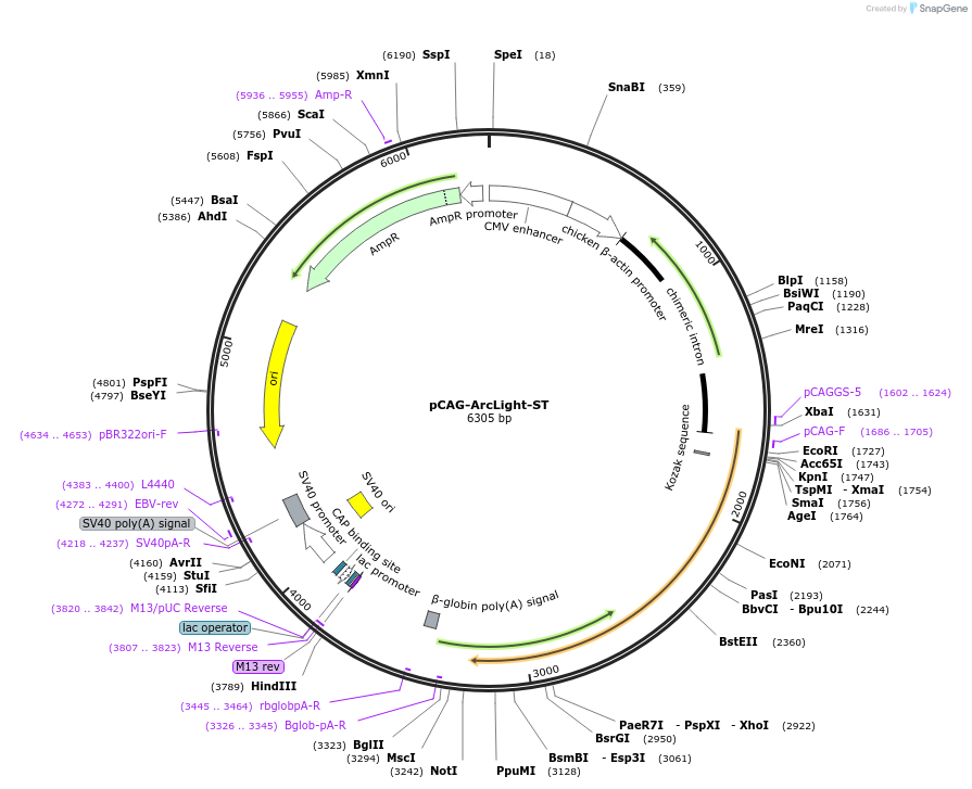 182318-plasmid-map-sequence-id-358294