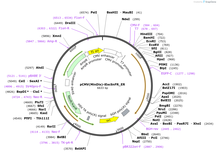 182812-plasmid-map-sequence-id-358312