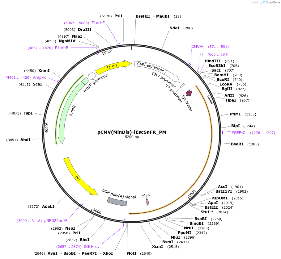 182813-plasmid-map-sequence-id-358314