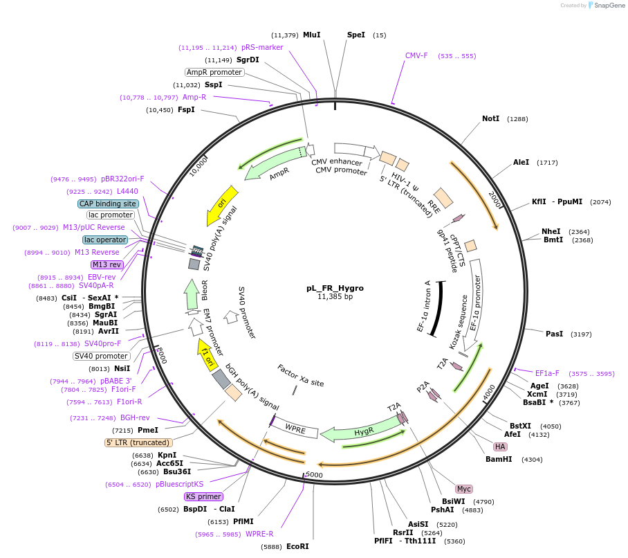 127171-plasmid-map-sequence-id-358315