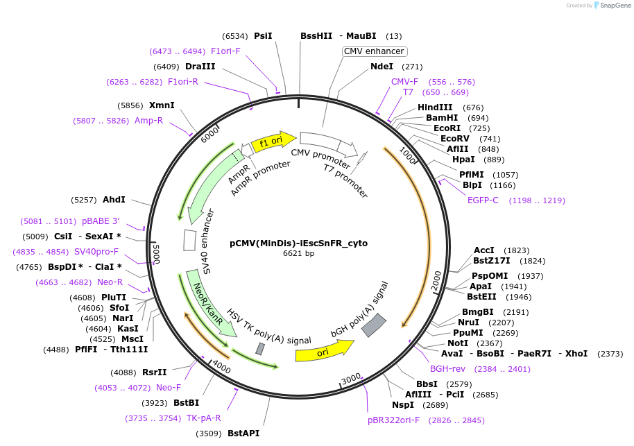 182814-plasmid-map-sequence-id-358316