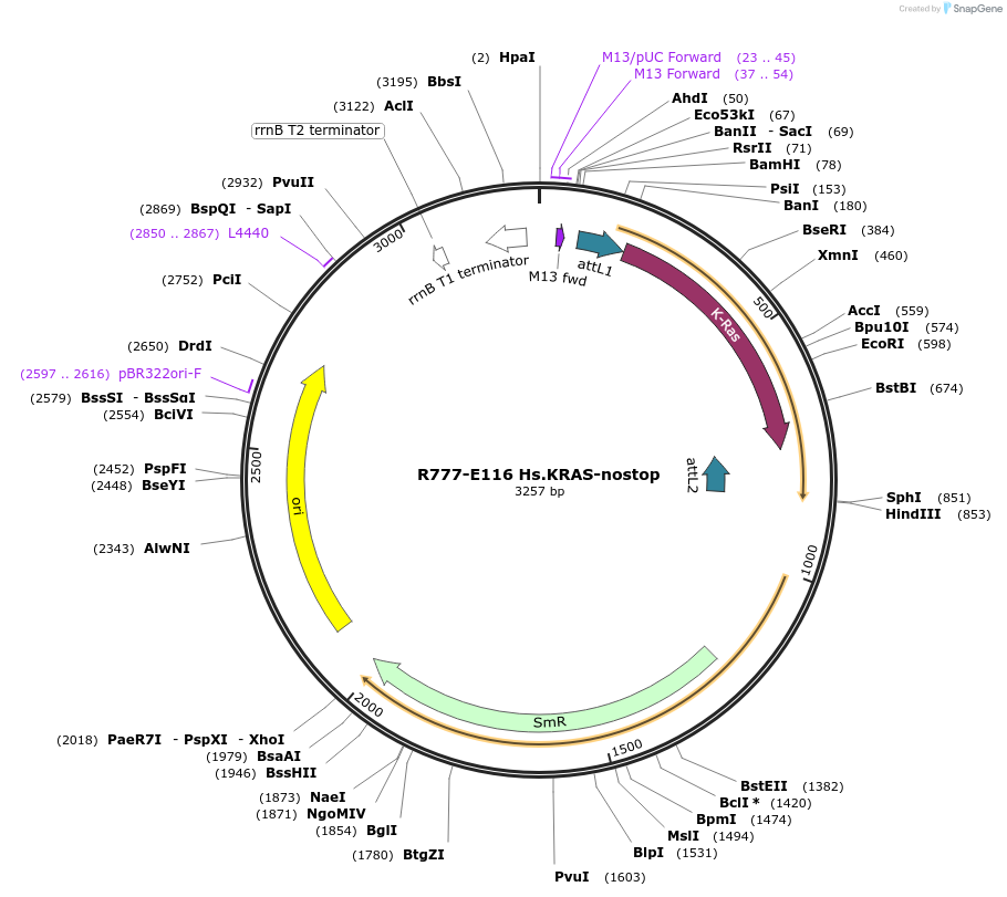 70400-plasmid-map-sequence-id-358317