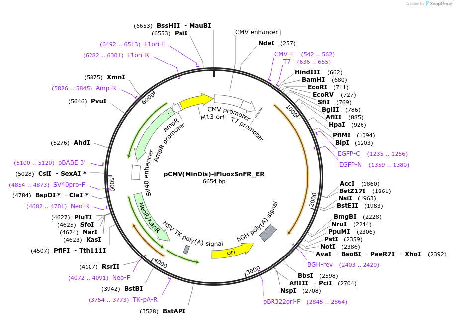 182815-plasmid-map-sequence-id-358318
