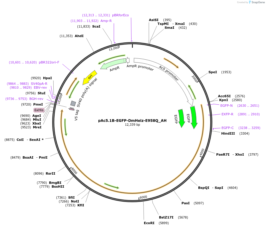 148884-plasmid-map-sequence-id-358319