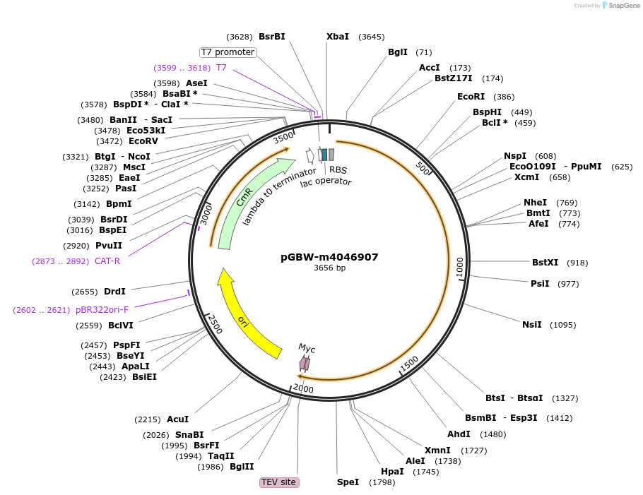 149262-plasmid-map-sequence-id-358322