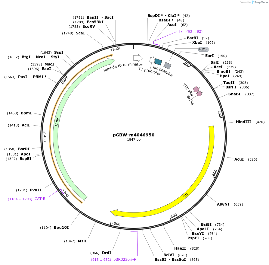 149258-plasmid-map-sequence-id-358324