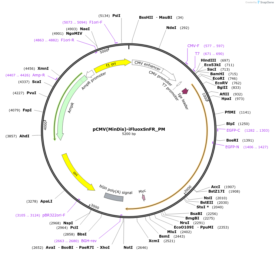 182816-plasmid-map-sequence-id-358328