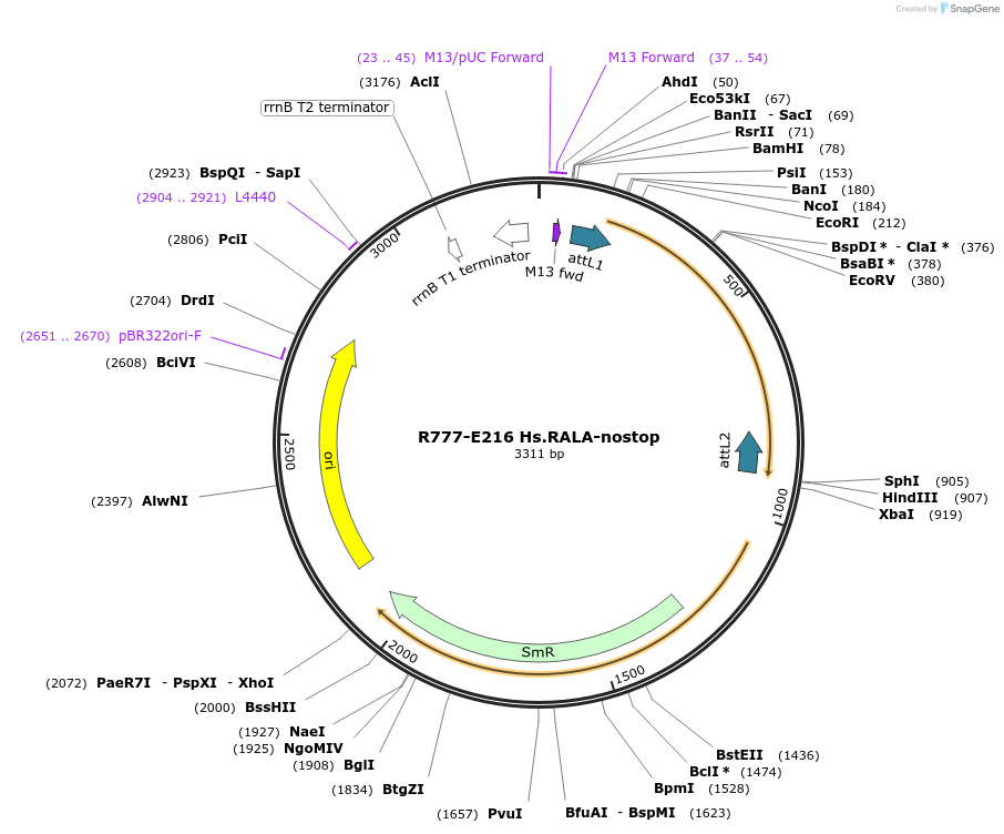 70500-plasmid-map-sequence-id-358330