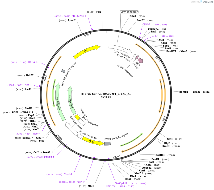 148962-plasmid-map-sequence-id-358331
