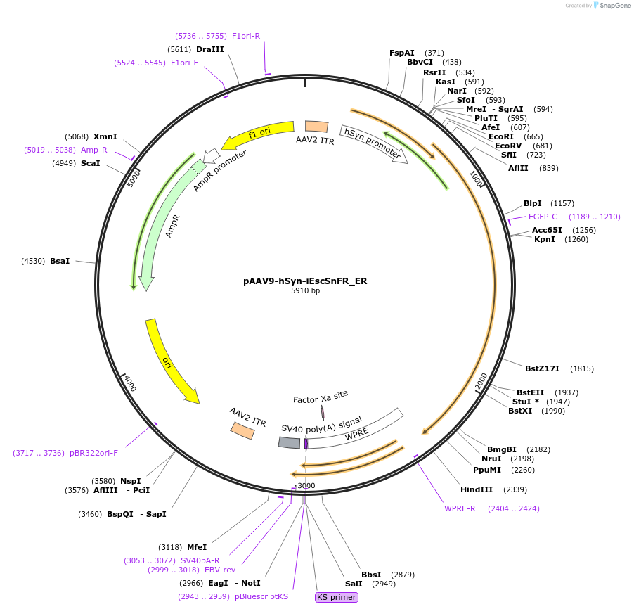 182818-plasmid-map-sequence-id-358340