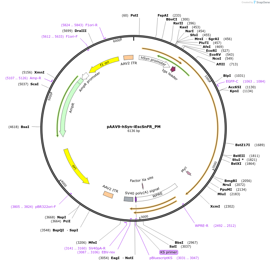 182819-plasmid-map-sequence-id-358343