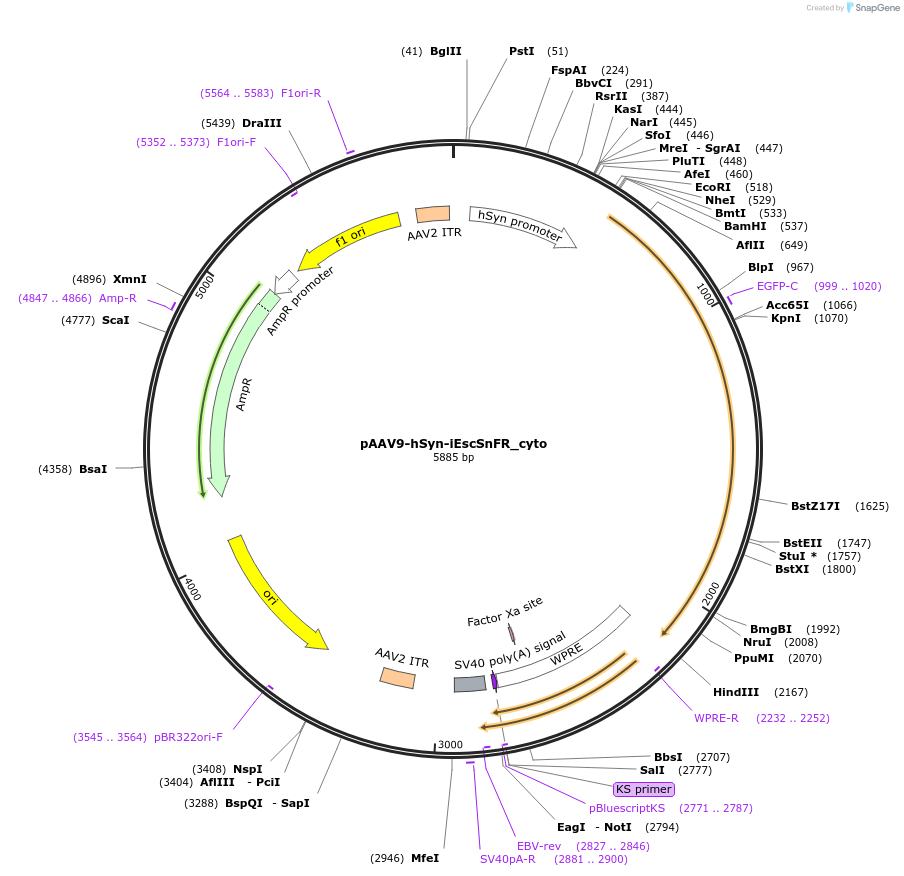 182820-plasmid-map-sequence-id-358346