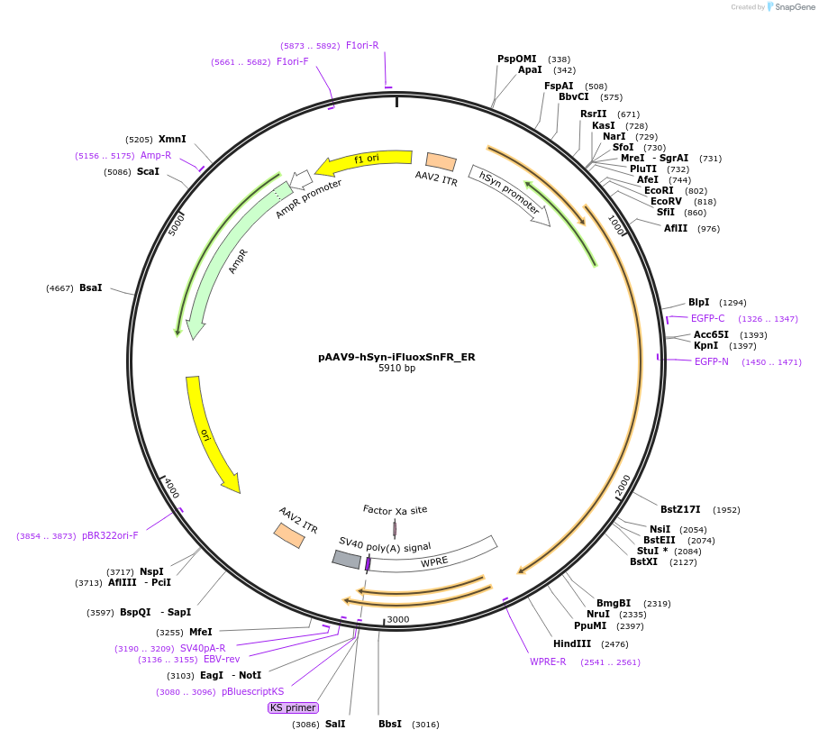 182821-plasmid-map-sequence-id-358350