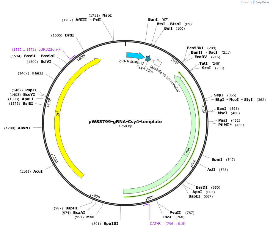 182827-plasmid-map-sequence-id-358355
