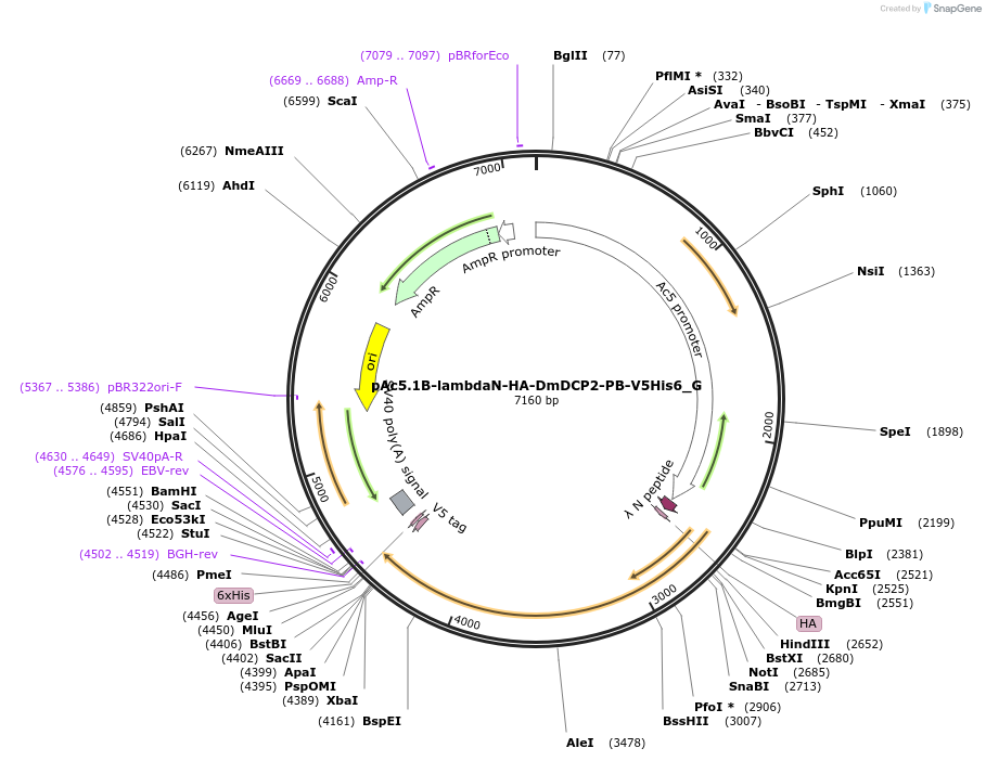 146359-plasmid-map-sequence-id-358362