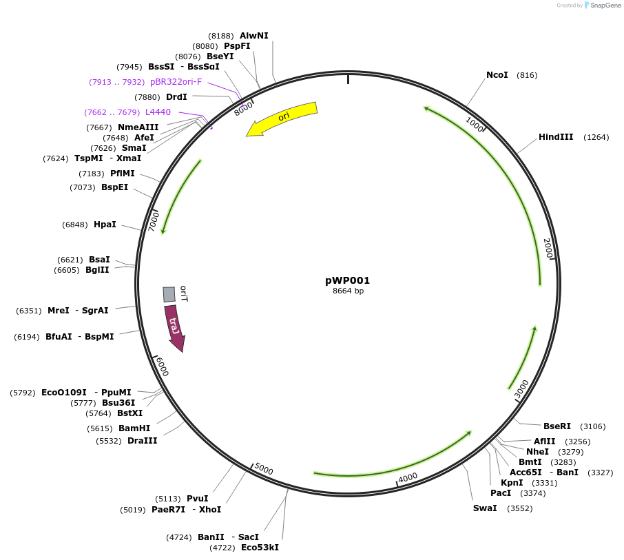 178596-plasmid-map-sequence-id-358428