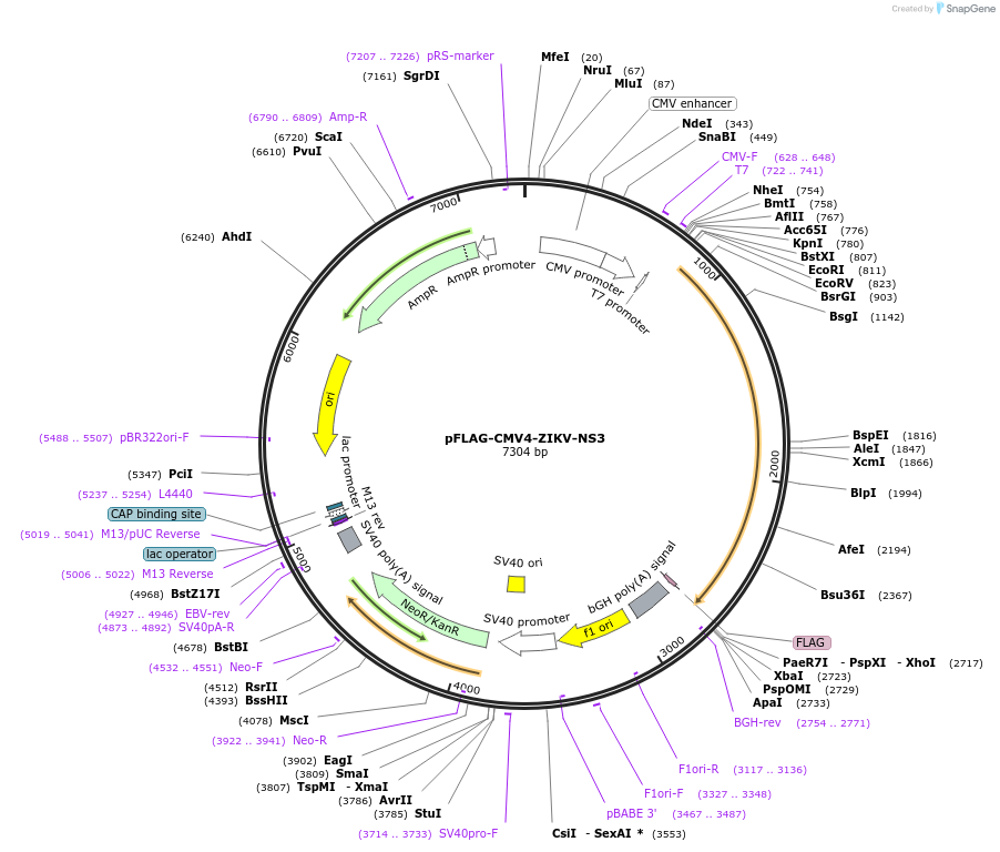 178844-plasmid-map-sequence-id-358489