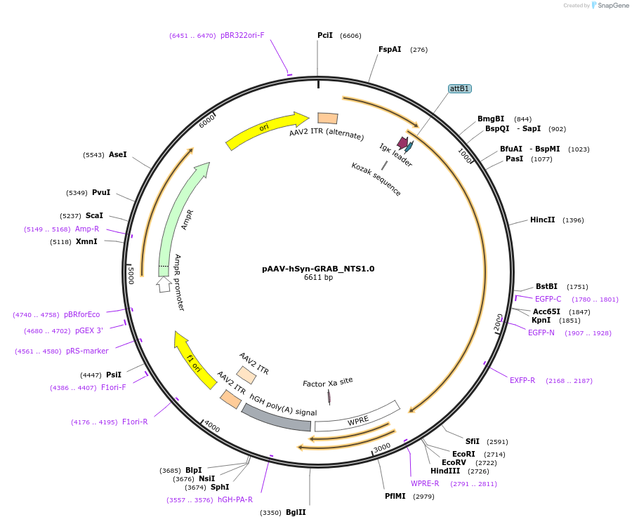 180006-plasmid-map-sequence-id-358494