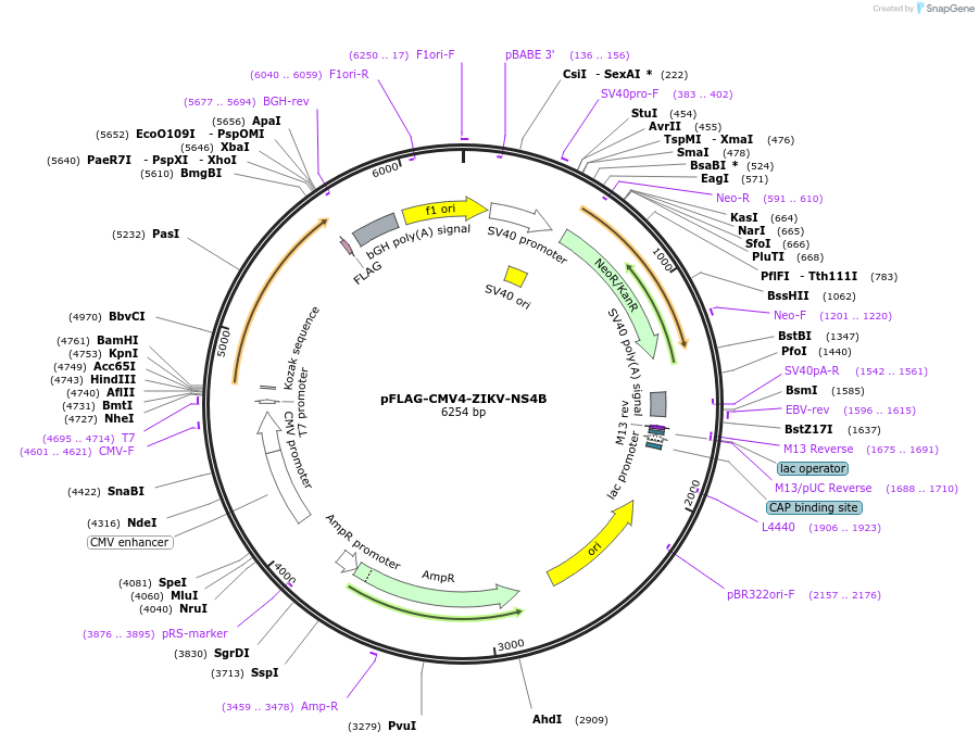 178846-plasmid-map-sequence-id-358497